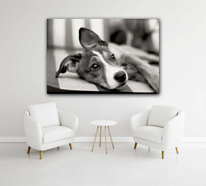 Cute Sad Dog Lying On The Floor Canvas Print, Canvas Wall Art Poster Sticker