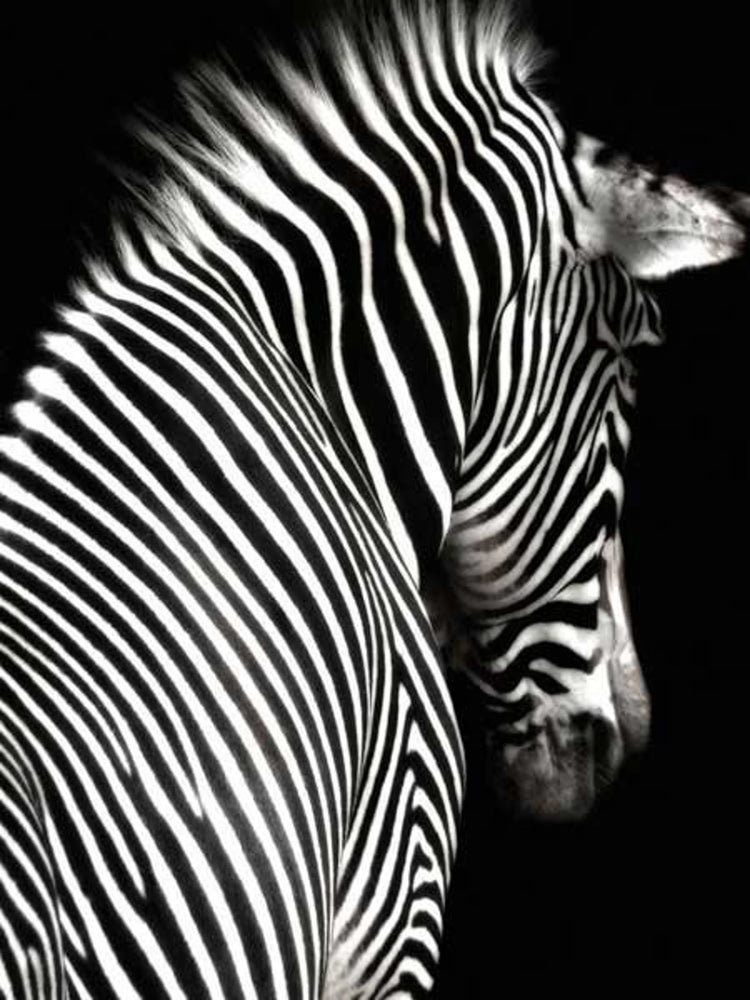 Black & White Zebra Facing Back Canvas Print, Canvas Wall Art Poster Sticker