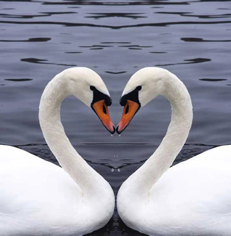 The Love Of Swans Canvas Print, Canvas Wall Art Poster Sticker