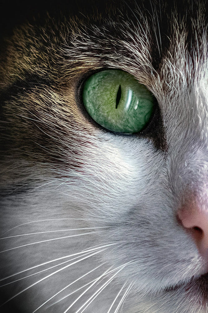 Clear Green Cat Eye Canvas Wall Decor, Canvas Print Wall Art Poster Sticker