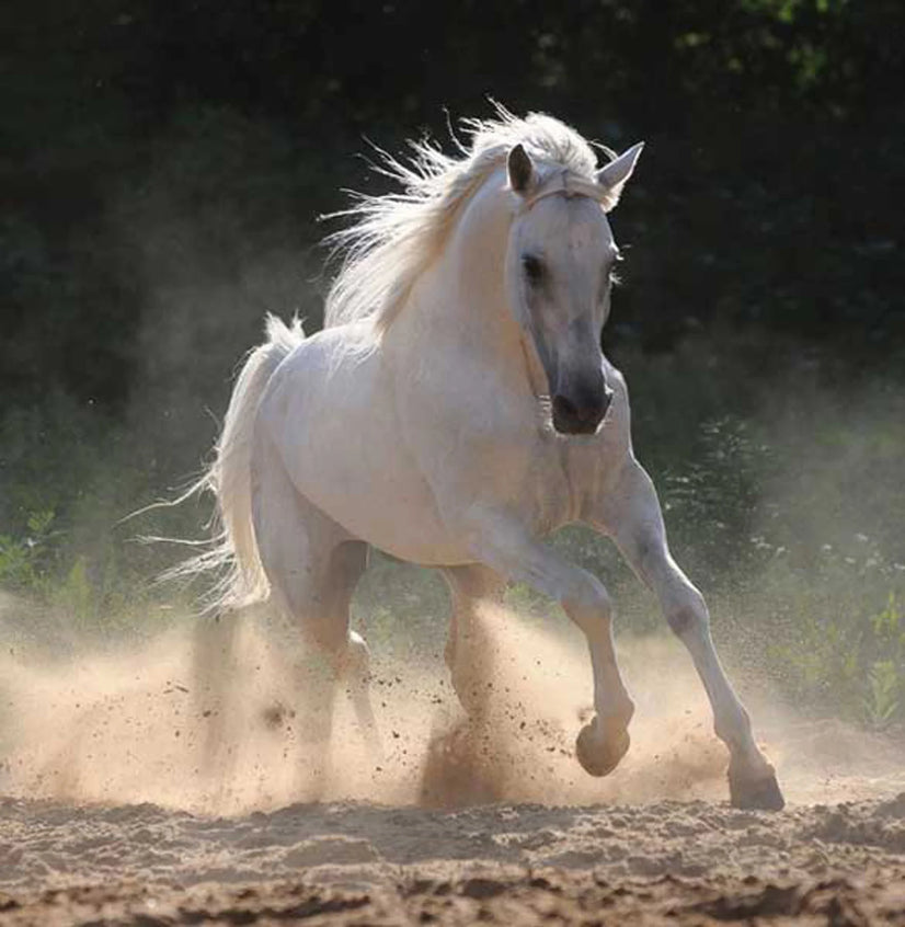 White Horse Running In Nature Canvas Print, Canvas Wall Art Poster Sticker