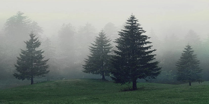 Pine Trees In The Fog Landscape Wallpaper Canvas Wall Decor, Canvas Print Wall Art Poster Sticker