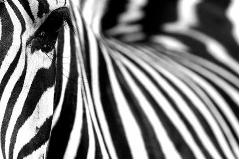 Black & White Zebra With One Eye Canvas Print, Canvas Wall Art Poster Sticker