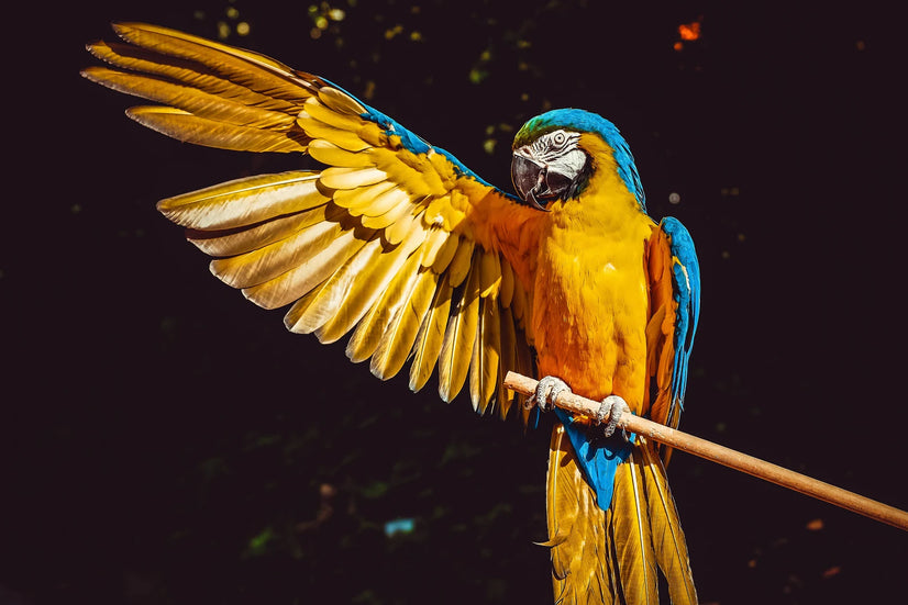 Yellow And Blue Macaw With One Wing Open Canvas Print, Canvas Wall Art Poster Sticker