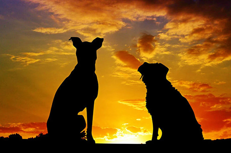 Silhouette Dogs Photography Canvas Wall Decor, Canvas Print Wall Art Poster Sticker