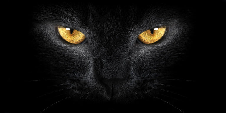 Black Cat With Eyes Portrait Print, Cat's Yellow Eyes Animal Stare Canvas Wall Art Poster Sticker