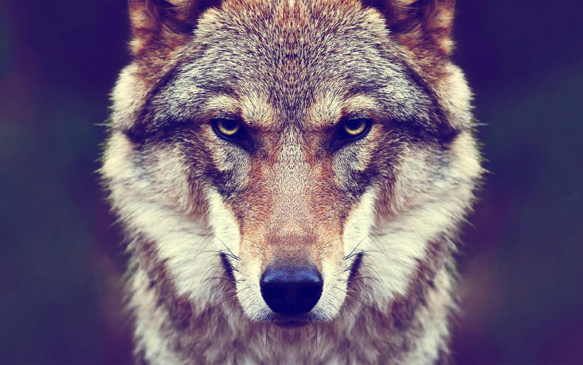 Face Of An Alpha Male Wolf Canvas Wall Decor, Wolf Canvas Wall Art Poster Sticker