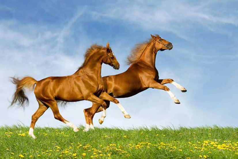 Two Horses Running In Nature Canvas Print, Canvas Wall Art Poster Sticker