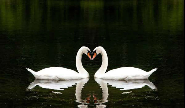 The Love Of Swans Canvas Print, Canvas Wall Art Poster Sticker