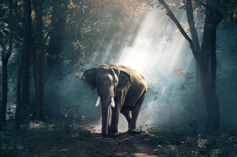 Elephant In Forest With Light Beam Canvas Wall Art, African Elephant Poster Art Poster Sticker