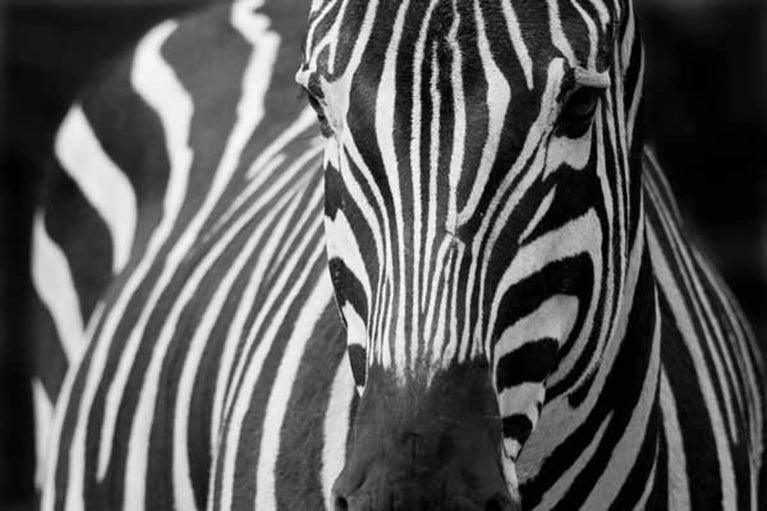 Black & White Zebra Facing Canvas Print, Canvas Wall Art Poster Sticker