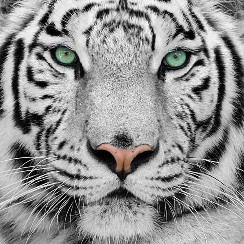 Green Eyed White Tiger Canvas Print, Canvas Wall Art Poster Sticker