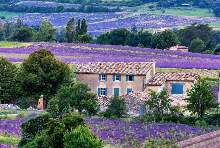 Blossoming Lavender Fields in Provence, France Landscape Canvas Wall Decor, Landscape Canvas Print Wall Art Poster Sticker