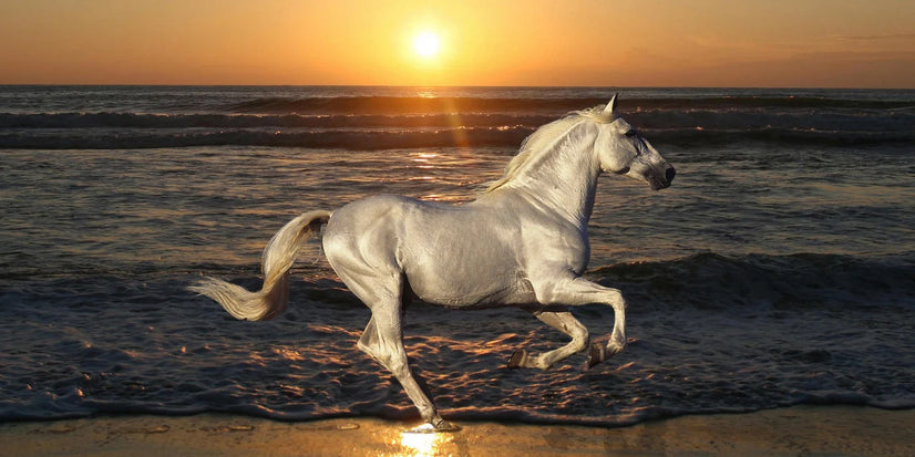 A Arabian Horse Running On The Beach At Sunset Print, Beautiful Arabian Horse Animal Canvas Wall Art Poster Sticker