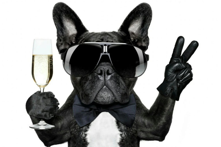 French Bulldog With Glasses Holding Champagne Canvas Wall Art, Handsome Bulldog Canvas Wall Art Poster Sticker