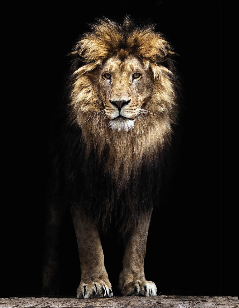 Lion - King of Animals Canvas Print, Canvas Wall Art Poster Sticker