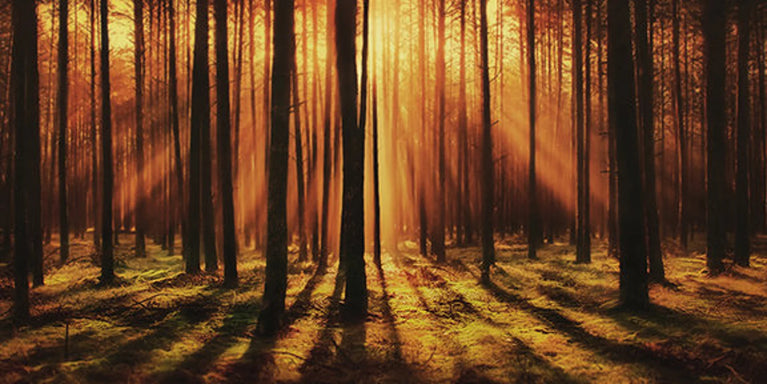 Sunset In Forest Landscape Wallpaper Canvas Wall Decor, Canvas Print Wall Art Poster Sticker